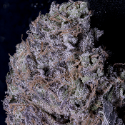 Don Gelato - Feminized - Don Avalanche Seeds
