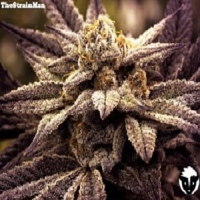 Rare Dankness Seeds Rare Darkness Regular