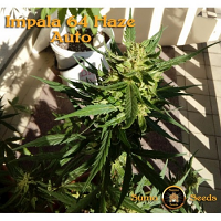 Sumo Seeds Auto Impala 64 Haze Feminized