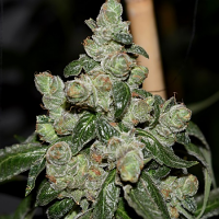 Pot Valley Seeds Dark Energy Regular