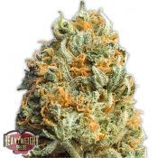 Fully Loaded Auto - Feminized - Heavyweight Seeds