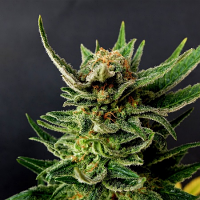 Kannabia Seeds Gypsy Kush Feminized