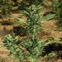 Paradise Seeds Automaria Feminized
