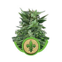 Royal Kush Automatic – Feminized – Royal Queen Seeds