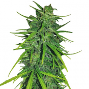 Thai x Panama - Feminized - Ace Seeds