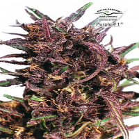 Dutch Passion Seeds Purple #1 Feminized