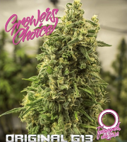 Original G13 Auto - Feminized - Growers Choice