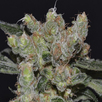 CBD Seeds Zen Feminized