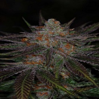 TGA Subcool Seeds Ripped Bubba Regular