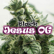 Black Jesus OG - Feminized - Dr Underground Seeds