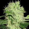 BlimBurn Seeds Dama Blanca Feminized