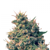 Guawi - Regular - Ace Seeds