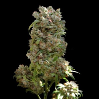 VIP Seeds White Spanish Feminised