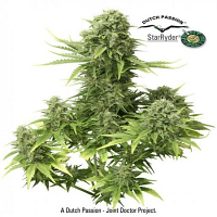 Dutch Passion Seeds Star Ryder Auto Feminized