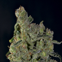 CBD Seeds Auto Diesel Feminised