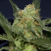 Don GG. Auto - Feminized - Don Avalanche Seeds