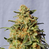 Kannabia Seeds White Domina Feminized