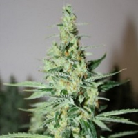Rare Dankness Seeds Tangerine Trainwreck Haze Regular