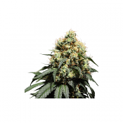Bruce Lemon Diesel - Feminized - Super Sativa Seed Club
