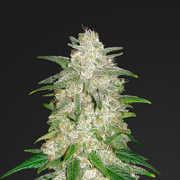 Gelato Auto - Feminized - Fast Buds