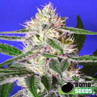 Bomb Seeds Edam Bomb Feminized