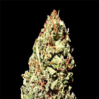 Delta 9 Labs Seeds Dawg Brains Regular