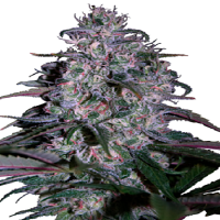 Seedmakers Seeds Alakazam Feminized