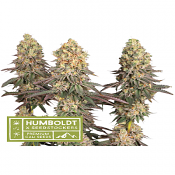 Superior Mack and Crack - Feminized -Seedstockers