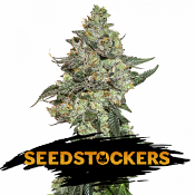 Girl Scout Cookies Auto - Feminized - Seed Stockers