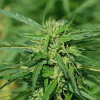 CBD Terra Italia 40:1 - Feminized - Female Seeds