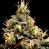 BlimBurn Seeds Kabrales Feminized
