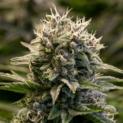 Auto Fat Monkey - Feminized - Anesia Seeds