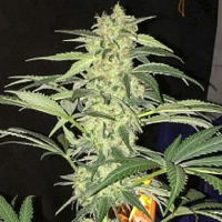 T.H.Seeds S.A.G.E. CBD Feminized
