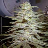 Sagarmatha Seeds Wonderberry Regular