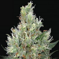 Ripper Seeds Ripper Haze Feminised