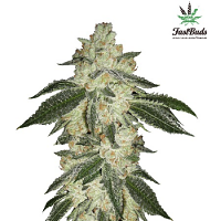 Green Crack Auto – Feminized – Fast Buds