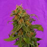 Soma Seeds Reclining Buddha Regular