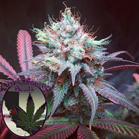 Purple Caper Seeds Chocolate Hashberry Regular