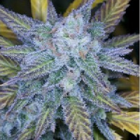 Archive Seeds Lemon Amnesia Regular