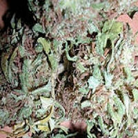 KC Brains Seeds Bahia Blackhead Feminized