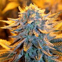 Spliff Seeds Dutch Automatic Feminised (Gold)