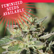 Early Girl O.G. Hybrid - Feminized - Humboldt Seed Company