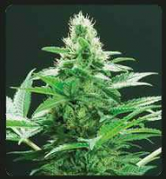 De Sjamaan - Ingemars Punch Regular