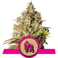 Royal Gorilla – Feminized – Royal Queen Seeds