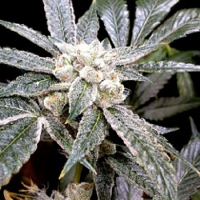 DNA Genetics Seeds GYO Collection El Fuego Feminized
