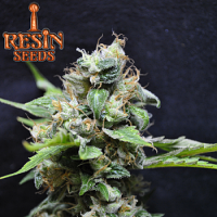 Resin Seeds Yummy Feminized