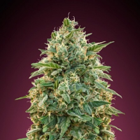Amnesia - Feminized - Advanced Seeds