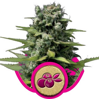 Haze Berry – Feminized – Royal Queen Seeds