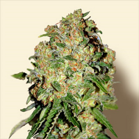 Bulk Seeds Critical+ Feminized