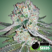 Banana Bomb - Feminized - Bomb Seeds